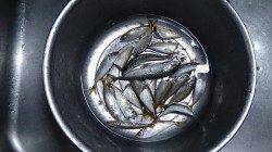 泉佐野食品コンビナートでサビキ釣り〜15時頃豆アジの時合