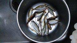 早朝アジ狙いで泉佐野食品コンビナートへ釣行