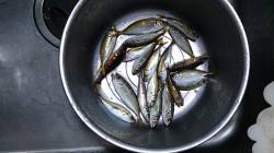 早朝アジ狙いで泉佐野食品コンビナートへ釣行…