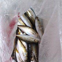 泉佐野　早朝5時からのサビキ釣行　30分後に時合いでアジゲット