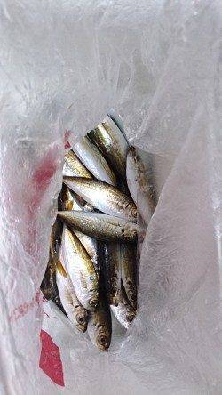 泉佐野　早朝5時からのサビキ釣行　30分後に時合いでアジゲット