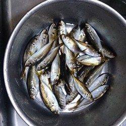 泉佐野　早朝5時からのサビキ釣行　30分後に時合いでアジゲット