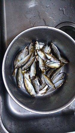 泉佐野　早朝5時からのサビキ釣行　30分後に時合いでアジゲット