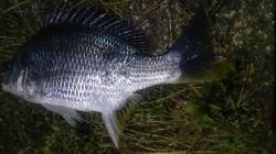 淀川チニング、本アタリを探してランガンしキ…