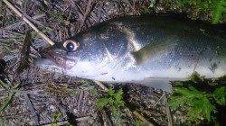 淀川チニング、本アタリを探してランガンしキビレ&シーバス