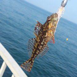 貝塚でガシリング〜カタクチ鰯が多く底が取り取り難い状況