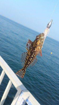 貝塚でガシリング〜カタクチ鰯が多く底が取り取り難い状況