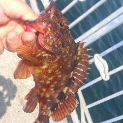 貝塚でガシリング〜カタクチ鰯が多く底が取り取り難い状況