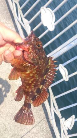 貝塚でガシリング〜カタクチ鰯が多く底が取り…