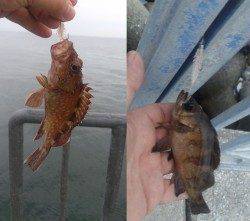 貝塚にてガシリングでメバル・ガシラ&タコジグでタコ狙い