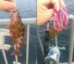 貝塚にてガシリングでメバル・ガシラ&タコジグでタコ狙い