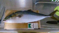 北港魚つり公園ライトショアジギングでハマチ60cm！昼まで粘っての一本