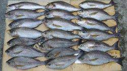 市江港　渡船利用でフカセのイサギ釣り