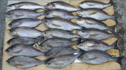 市江港　渡船利用でフカセのイサギ釣り