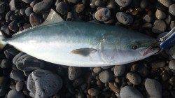 煙樹ヶ浜 トップに60cmのハマチと91cmのシイラ出ました！