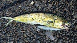 煙樹ヶ浜にてルアーでシイラゲット！