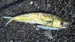 煙樹ヶ浜にてルアーでシイラゲット！