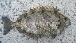 河口にてフカセ釣り〜本命のバリコ、ゲットで…