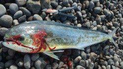 煙樹ヶ浜 トップに60cmのハマチと91cmのシイラ出ました！