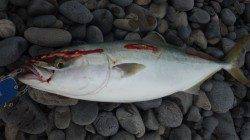 煙樹ヶ浜でショアジギング〜トップでハマチ、ジグでシイラをゲット！