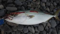 煙樹ヶ浜でショアジギング〜トップでハマチ、…