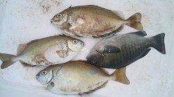 河口にてフカセ釣り〜本命のバリコ、ゲットできました！