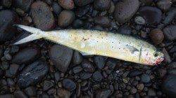 煙樹ヶ浜でショアジギング〜トップでハマチ、ジグでシイラをゲット！