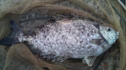 日高川河口夕方の上げ潮狙いでフカセ〜アイゴ…