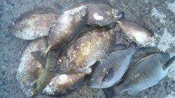 日高川河口夕方の上げ潮狙いでフカセ〜アイゴの強い引きが面白い！