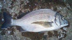 日高川河口に夕方の上げ潮狙いで釣行〜本命のチヌゲット♪