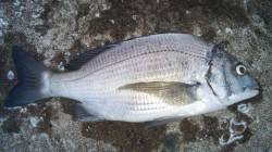 日高川河口に夕方の上げ潮狙いで釣行〜本命の…