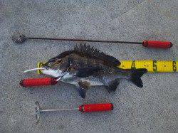 貝塚にてオキアミフカセ〜夕マヅメに本命チヌの46cmがヒット！