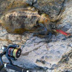 城ヶ崎にてエギングでアオリイカ〜日の落ちる寸前の嬉しい一杯