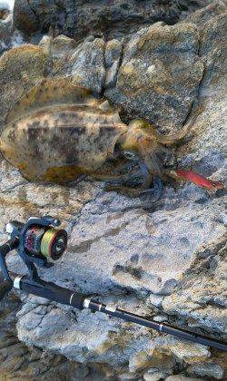 城ヶ崎にてエギングでアオリイカ〜日の落ちる寸前の嬉しい一杯