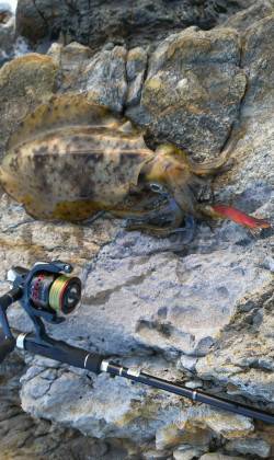 城ヶ崎にてエギングでアオリイカ〜日の落ちる…