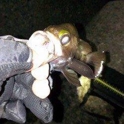 舞子のメバリングでお腹の中バチでいっぱいのメバル