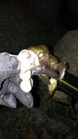 舞子のメバリングでお腹の中バチでいっぱいのメバル