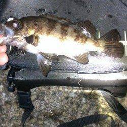 舞子でメバリング〜ドラグを鳴らす引きの丸々したメバルがヒット