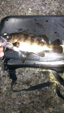 舞子でメバリング〜ドラグを鳴らす引きの丸々したメバルがヒット