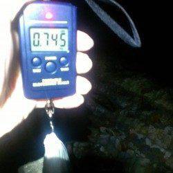 城ヶ崎でエギング〜2投目で745gのアオリイカ