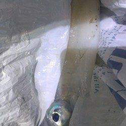 城ヶ崎でエギング〜2投目で745gのアオリイカ