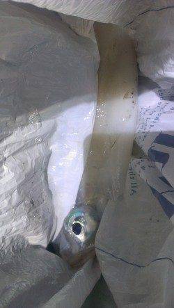 城ヶ崎でエギング〜2投目で745gのアオリイカ