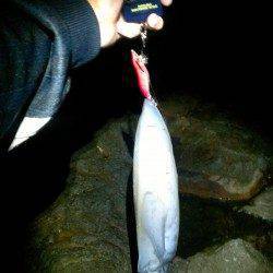 城ヶ崎周辺のエギングでアオリイカ、30分ほどの間に1.5kg頭に5ハイ！