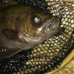 舞子にてメバリング〜大サバへの浮気心が吹っ飛ぶメバルのパワー