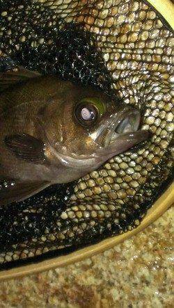 舞子にてメバリング〜大サバへの浮気心が吹っ飛ぶメバルのパワー