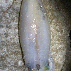 城ヶ崎のエギングでアオリイカ、なんとか1パイ