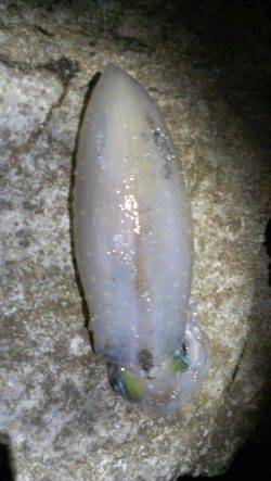 城ヶ崎のエギングでアオリイカ、なんとか1パイ