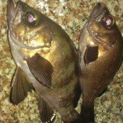 舞子にてメバリング〜大サバへの浮気心が吹っ飛ぶメバルのパワー