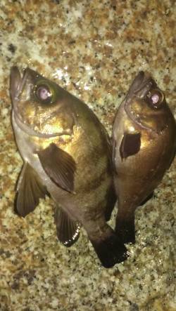 舞子にてメバリング〜大サバへの浮気心が吹っ…