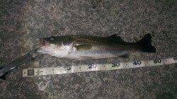 岸和田 バチ抜けシーバス50cm&58cm